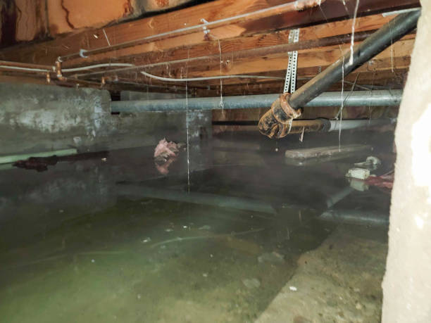 Best Sewage cleanup and water damage restoration  in Navarre, OH