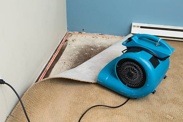 Best Water damage cleanup near me  in Navarre, OH